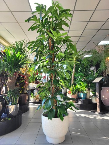 Philodendron Dragon Tail na paliku XL