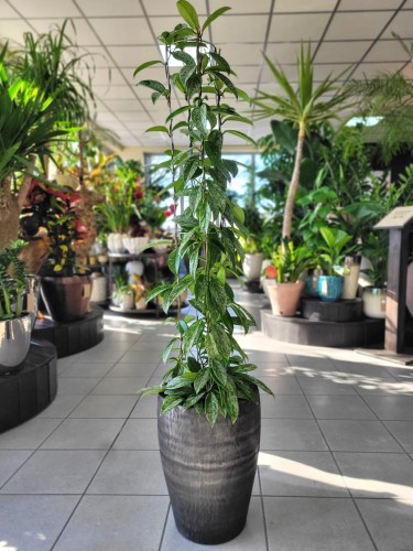 Hoya Carnosa Silver Spot