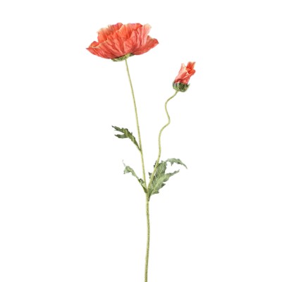 Pomarańczowy mak islandzki PTMD