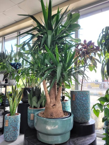 Yucca Elephantipes XL "bonsai"