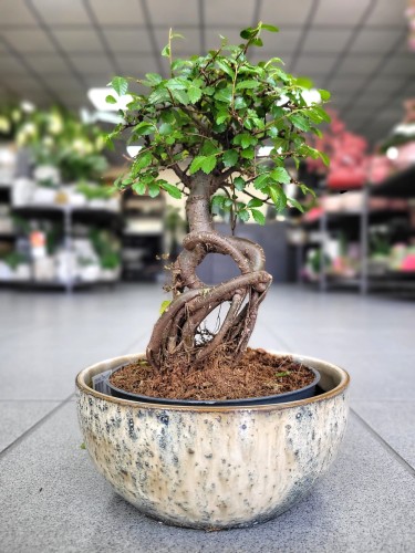 bonsai money Green Paradise® Pachira Aquatica Braided Indoor Bonsai Money Plant –  GreenParadiseLive