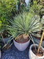 Yucca Rostrata potrójna