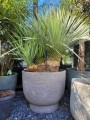 Yucca Rostrata potrójna