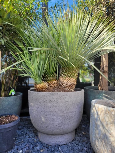 Yucca Rostrata potrójna