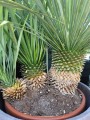 Yucca Rostrata potrójna