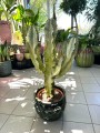 Euphorbia Ingens Variegata wilczomlecz