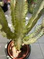 Euphorbia Ingens Variegata wilczomlecz
