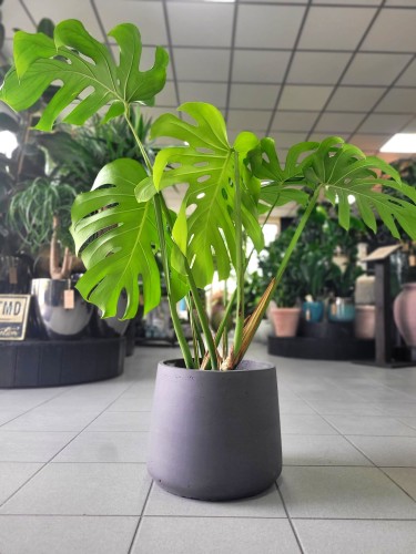 sambac plant Jasmine ‘Grand Duke of Tuscany’ For Sale main image 0