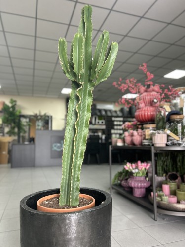 Euphorbia Ingens wilczomlecz