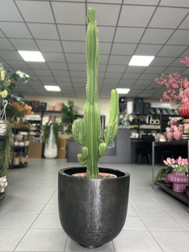 Euphorbia Ingens wilczomlecz