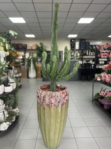 Euphorbia Ingens wilczomlecz