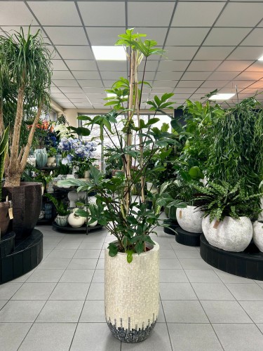 Philodendron pedatum XL