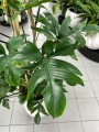 Philodendron pedatum XL