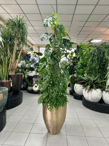 Monstera obliqua Monkey Mask
