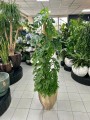 Monstera obliqua Monkey Mask