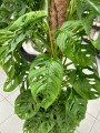 Monstera obliqua Monkey Mask