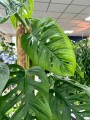Monstera obliqua Monkey Mask