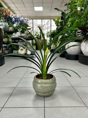 Kliwia pomarańczowa, Clivia miniata
