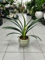 Kliwia pomarańczowa, Clivia miniata