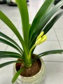 Kliwia pomarańczowa, Clivia miniata