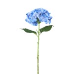 Niebieski kwiat hortensji PTMD