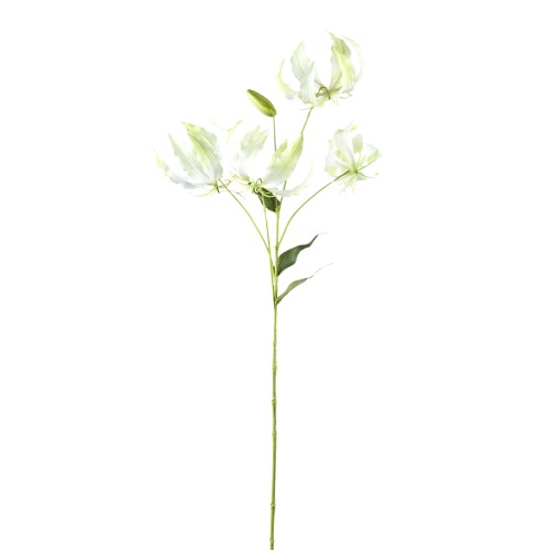 Kremowy kwiat gloriozy PTMD