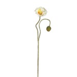 Biały kwiat maku PTMD