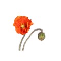 Pomarańczowy kwiat maku PTMD