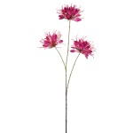 Burgundowy kwiat lilii pajęczej PTMD 