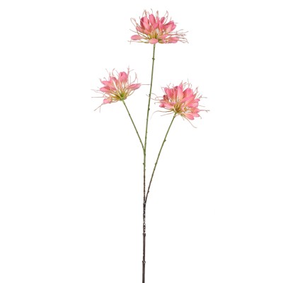 Różowy kwiat lilii pajęczej PTMD 