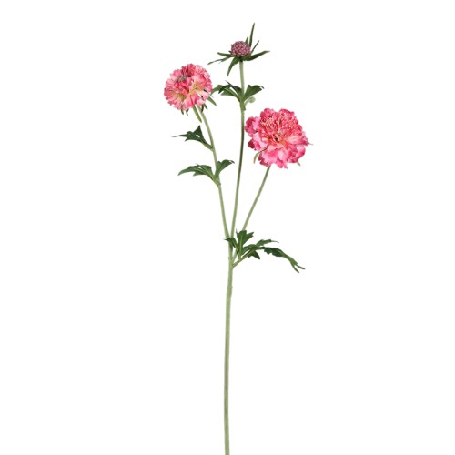 Różowy kwiat driakwi PTMD