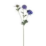 Niebieski kwiat driakwi PTMD