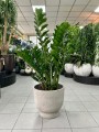 Zamioculcas Zamiifolia