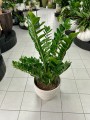 Zamioculcas Zamiifolia