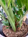 Zamioculcas Zamiifolia