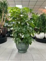 Schefflera actinophylla Amate green