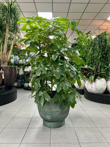 Schefflera actinophylla Amate green