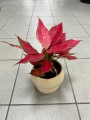 Aglaonema Cherry Baby