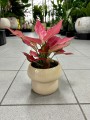 Aglaonema Cherry Baby