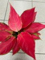 Aglaonema Cherry Baby