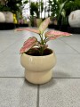 Aglaonema Pink Star