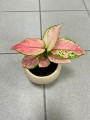 Aglaonema Pink Star
