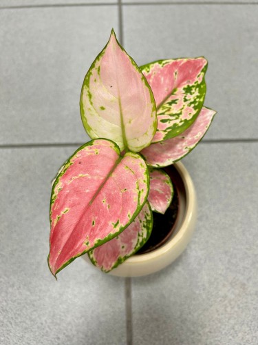 Aglaonema Pink Star