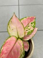 Aglaonema Pink Star