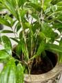 Dracena surculosa