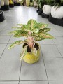 Aglaonema Cocomelon