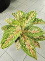 Aglaonema Cocomelon