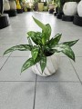 Aglaonema Maria