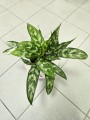 Aglaonema Maria