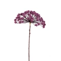 Fioletowy kwiat Dzięgla PTMD Twig